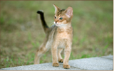 cat_img_2
