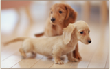 dog_img_2