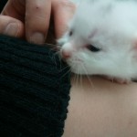 尻尾が短い雌です。