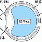 目の構造