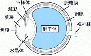 目の構造