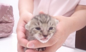 こねこ