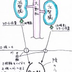 潜在精巣