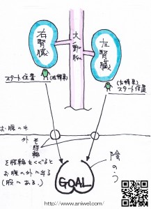 潜在精巣