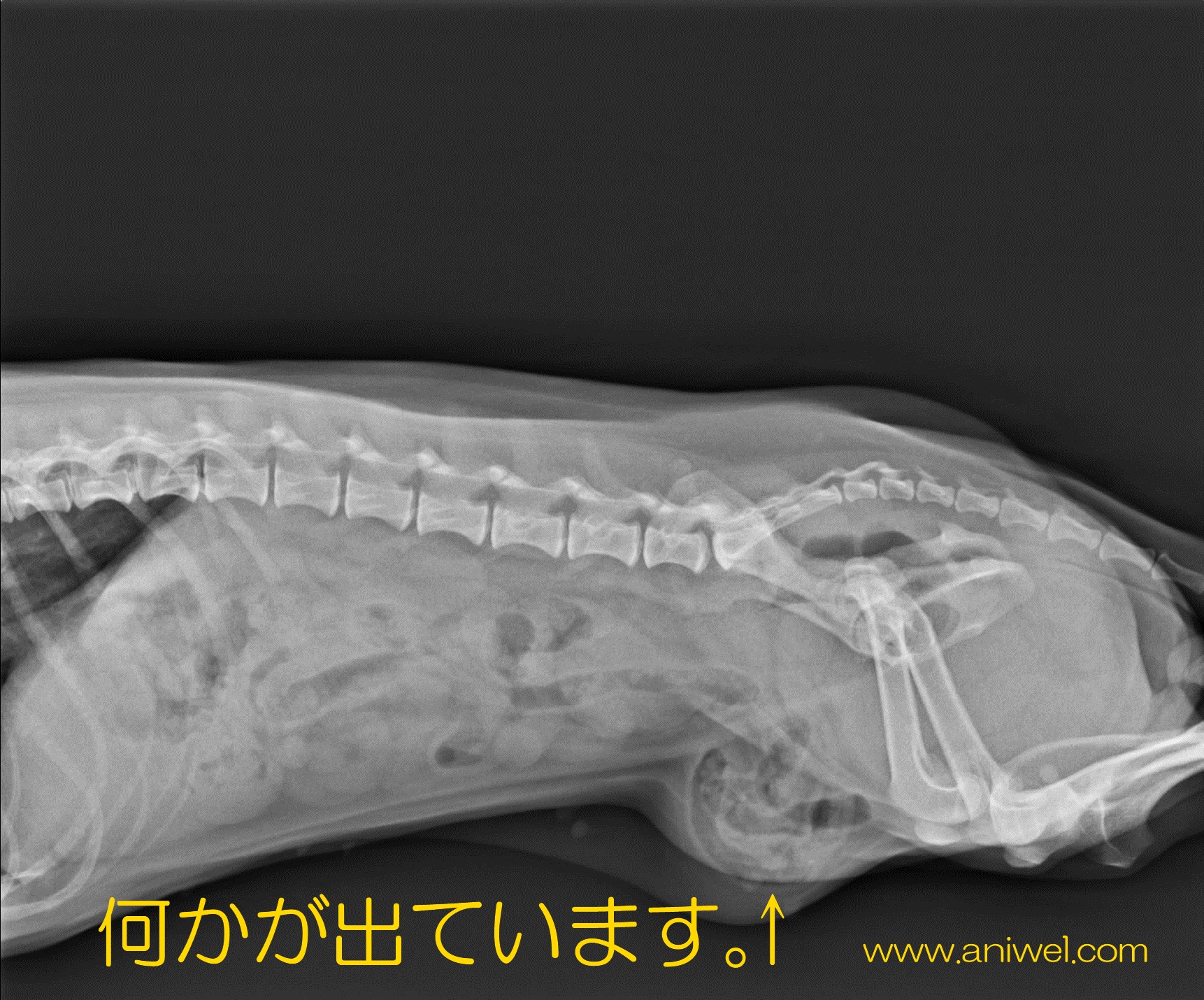 犬 の 鼠径 ヘルニア