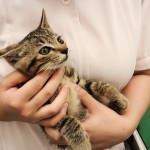なかなかのイケニャンです。