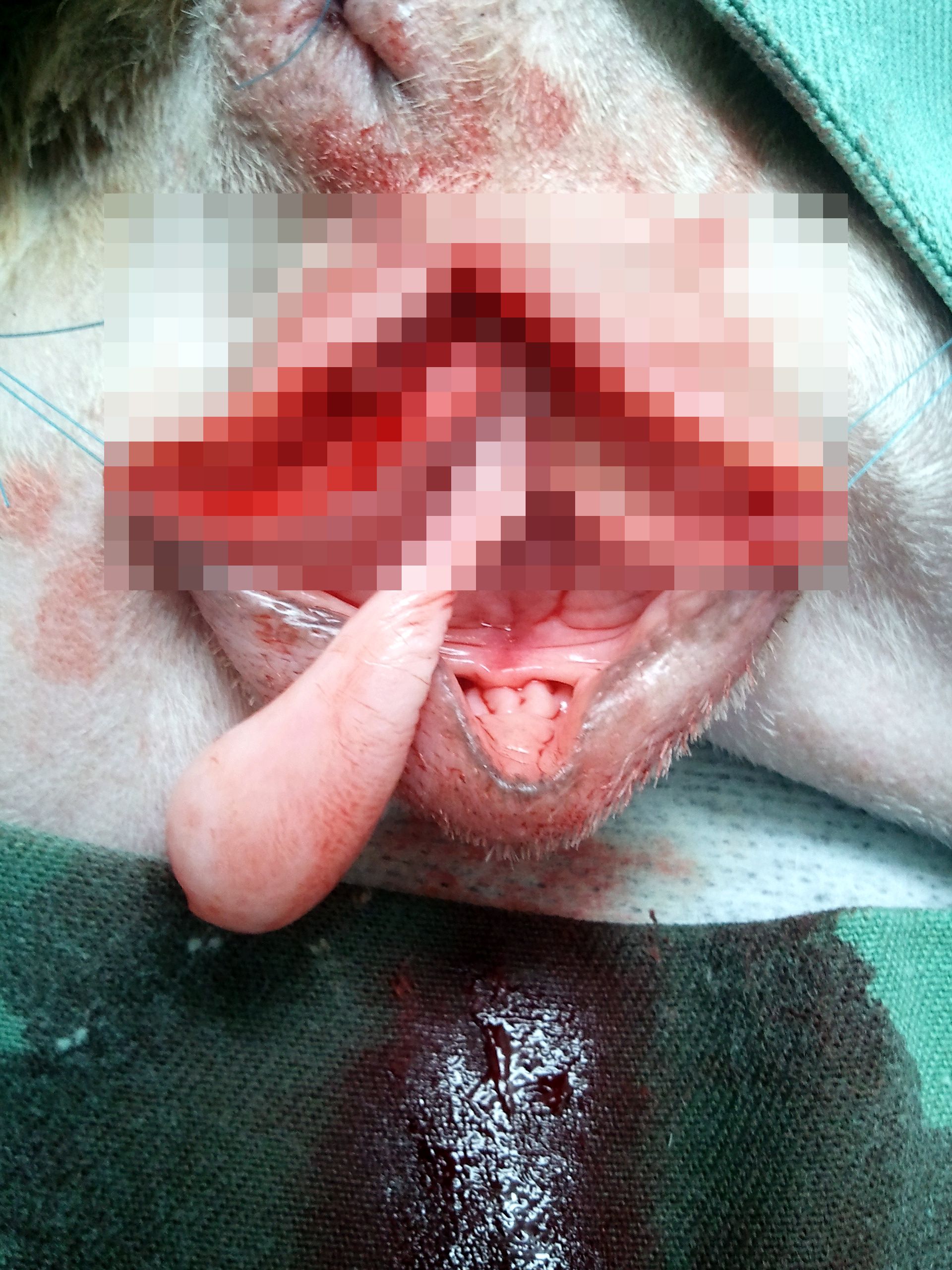 犬 科 の 動物 一覧