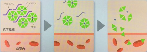 21日 水 終日休診 猫糖尿病薬プロジンクの特徴 犬と猫の診療なら日進市の動物病院 アニウェル犬と猫の病院