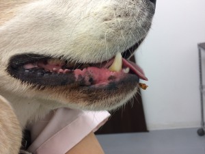 蜂に刺された犬