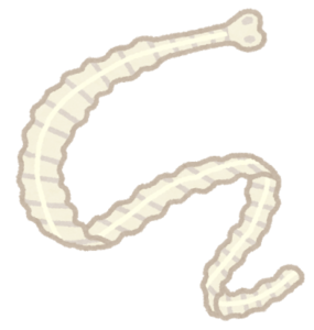 腸管内寄生虫イメージ